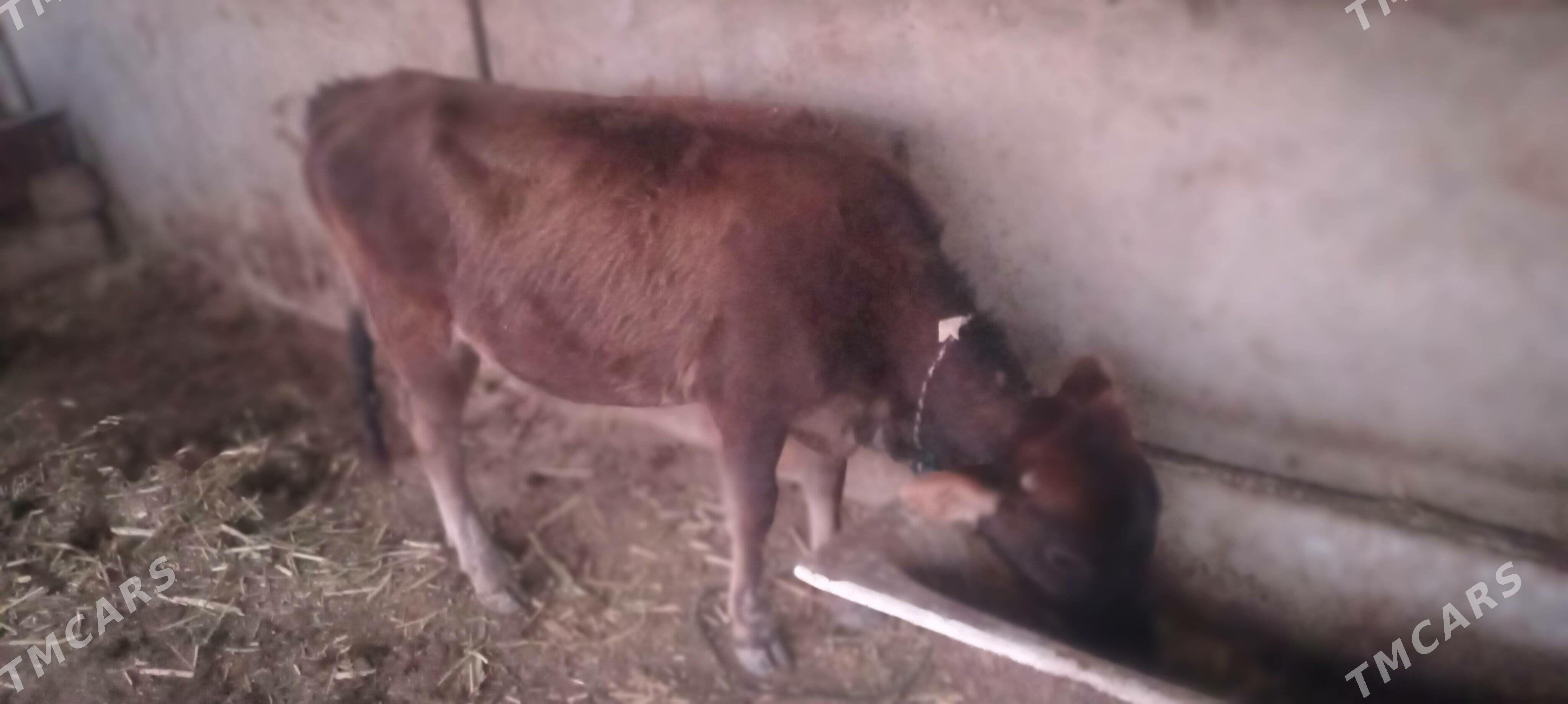 tüwe - Ýaşlyk - img 3