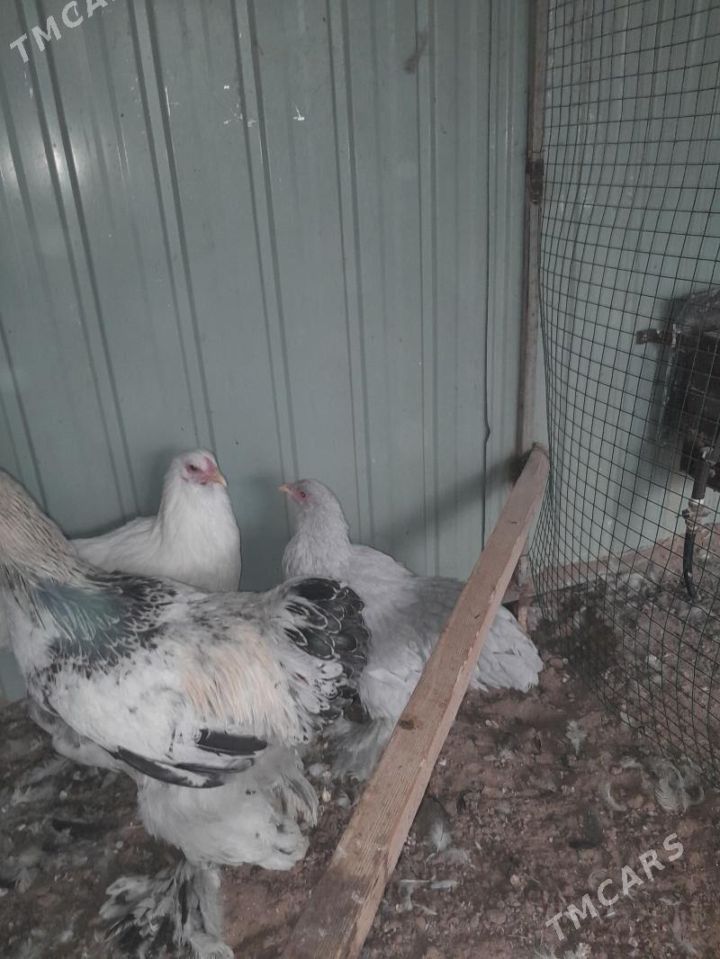 Lawanta horaz 7aylyk - Garadamak - img 2