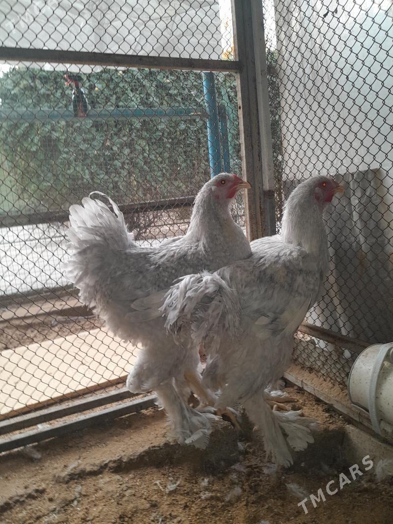 Lawanta horaz 7aylyk - Garadamak - img 3