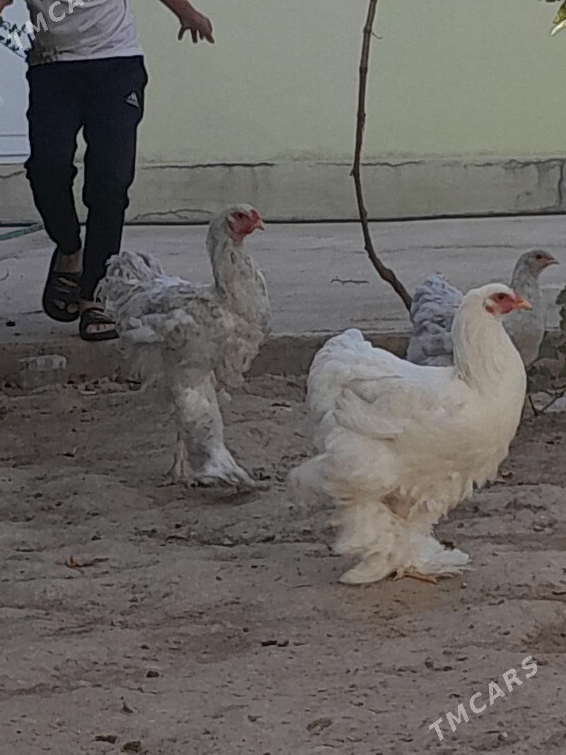 Lawanta horaz 7aylyk - Garadamak - img 4