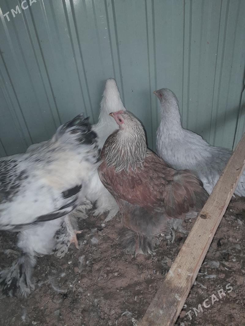 Lawanta horaz 7aylyk - Garadamak - img 5