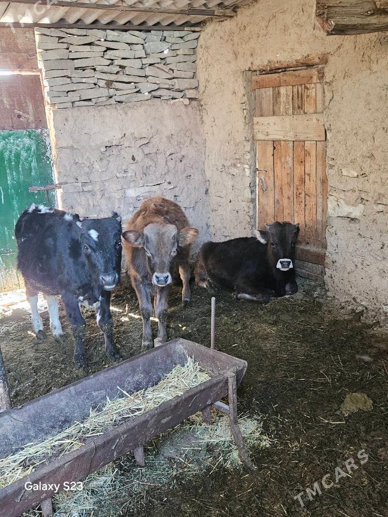 Goleler - Бахарден - img 1