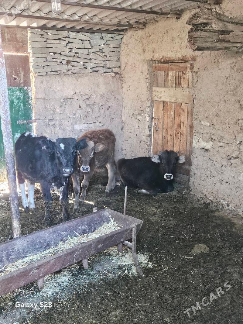 Goleler - Бахарден - img 6