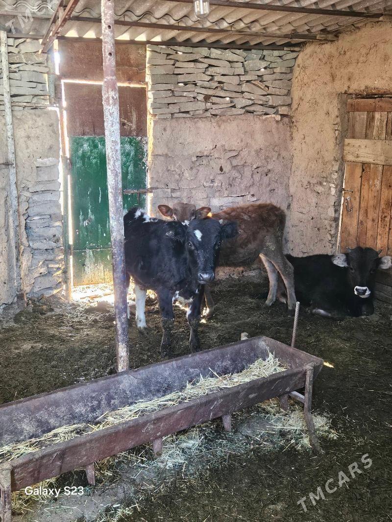 Goleler - Бахарден - img 7