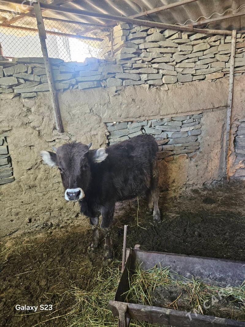 Goleler - Бахарден - img 4