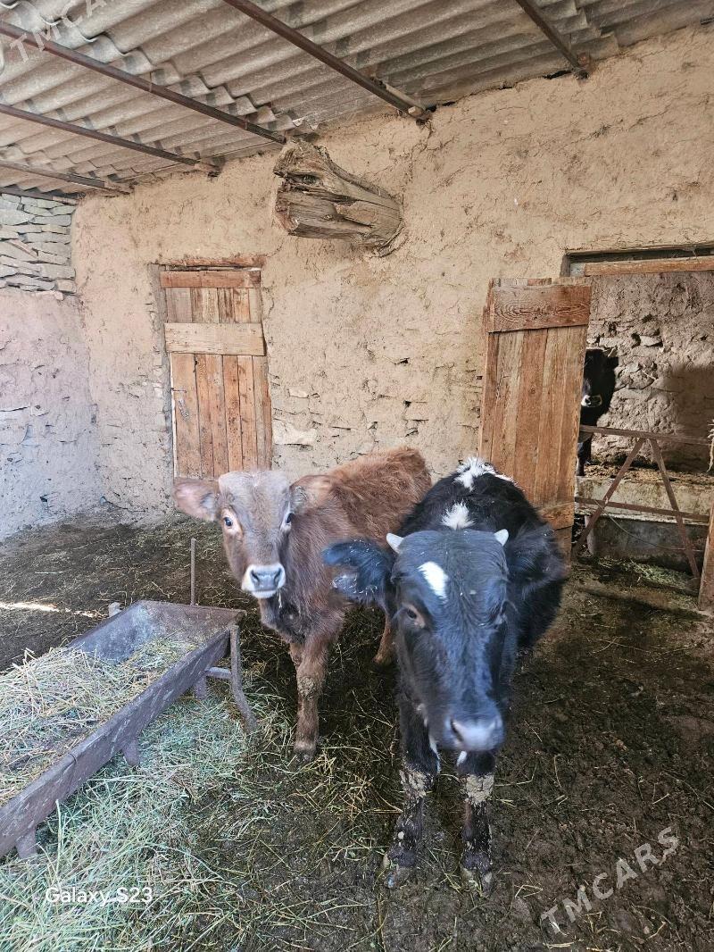 Goleler - Бахарден - img 2