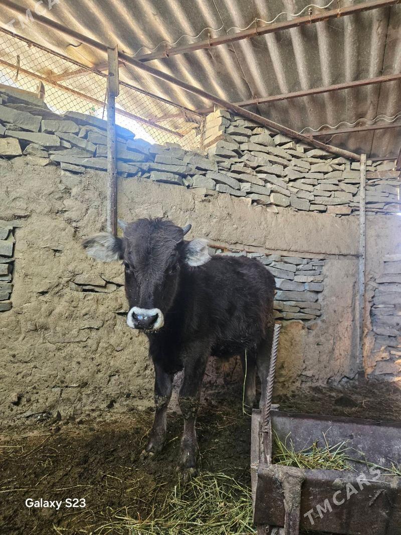 Goleler - Бахарден - img 5