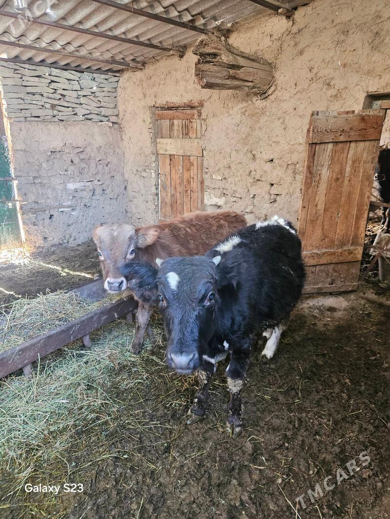 Goleler - Бахарден - img 3