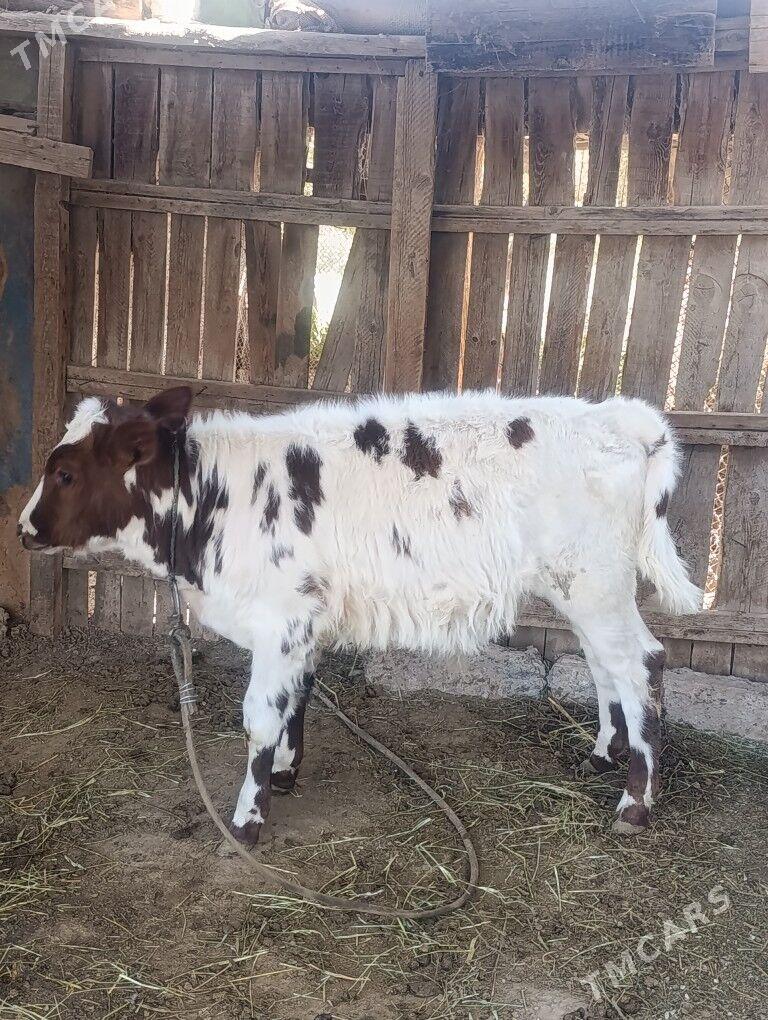 Göleli Sygyr - Oguz han - img 5