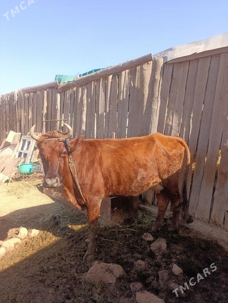 Göleli Sygyr - Oguz han - img 6