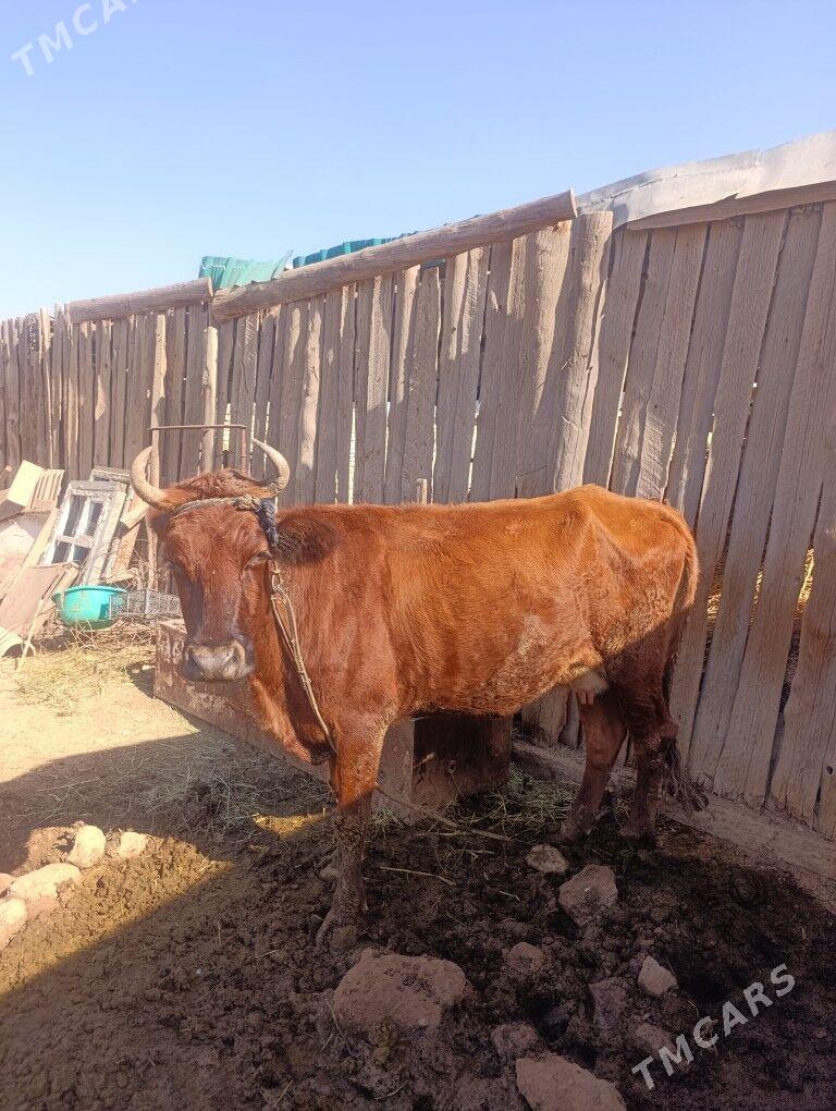 Göleli Sygyr - Oguz han - img 4