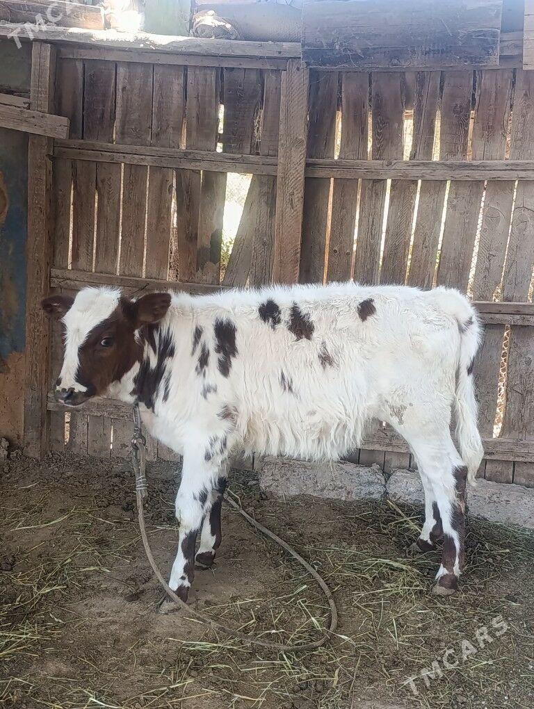 Göleli Sygyr - Oguz han - img 3