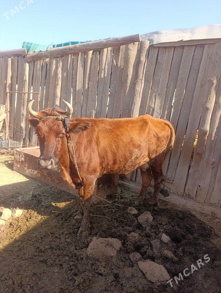 Göleli Sygyr - Oguz han - img 2