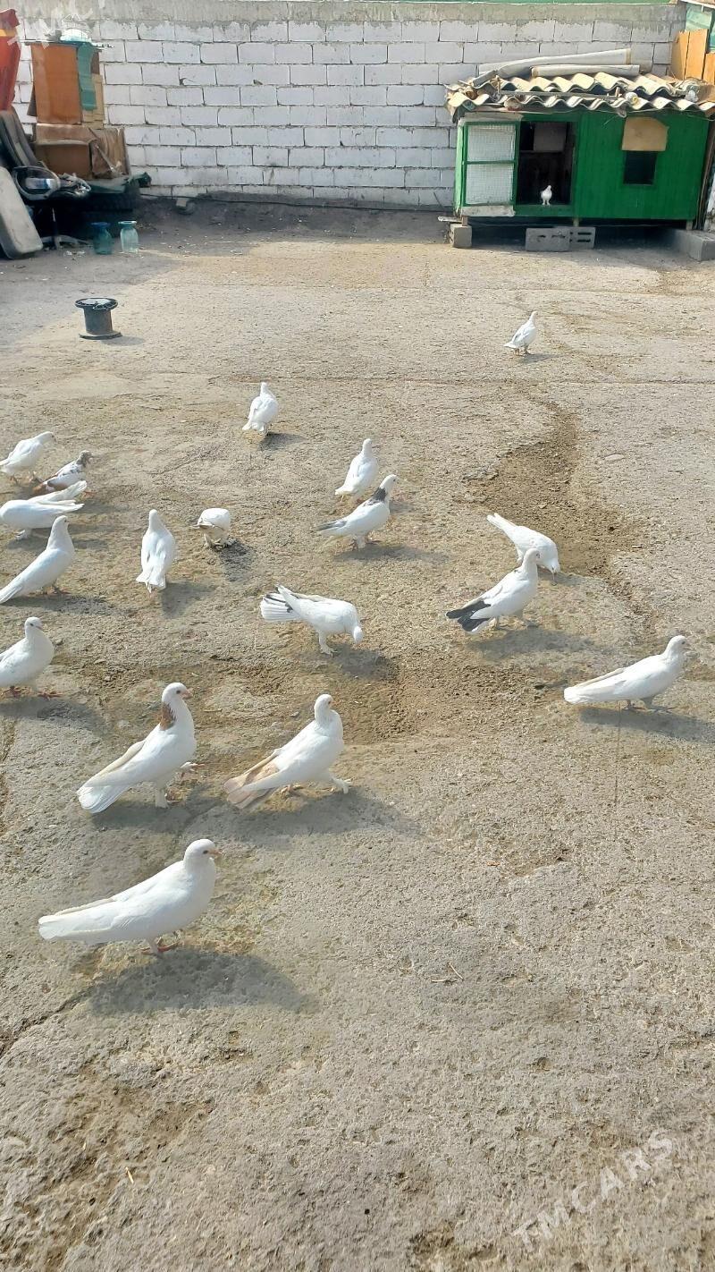 Kepderi Голуби - Бузмеин - img 2