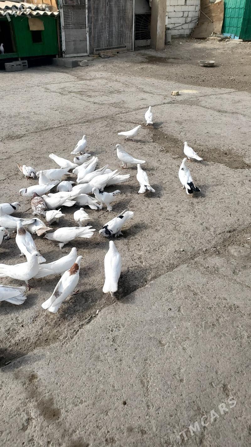 Kepderi Голуби - Бузмеин - img 5