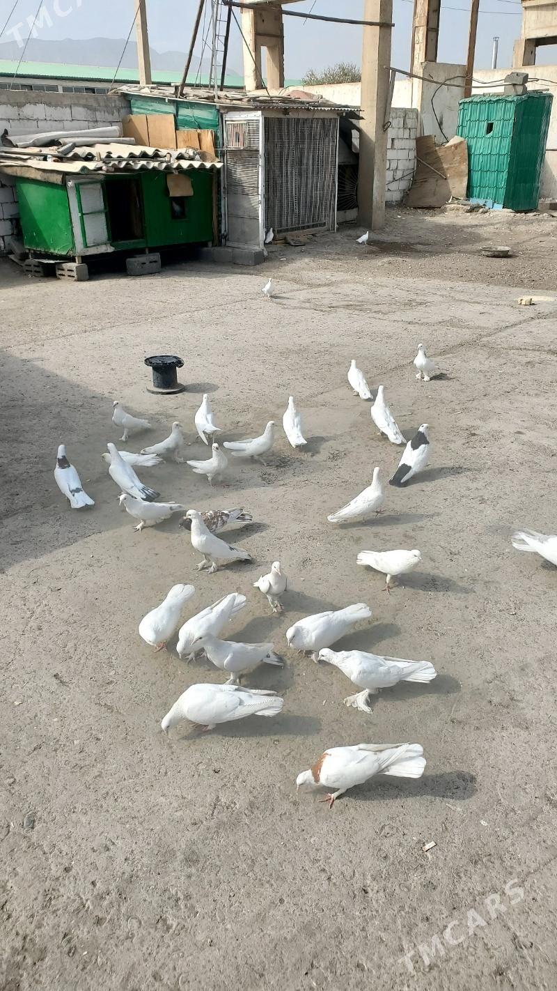 Kepderi Голуби - Бузмеин - img 3