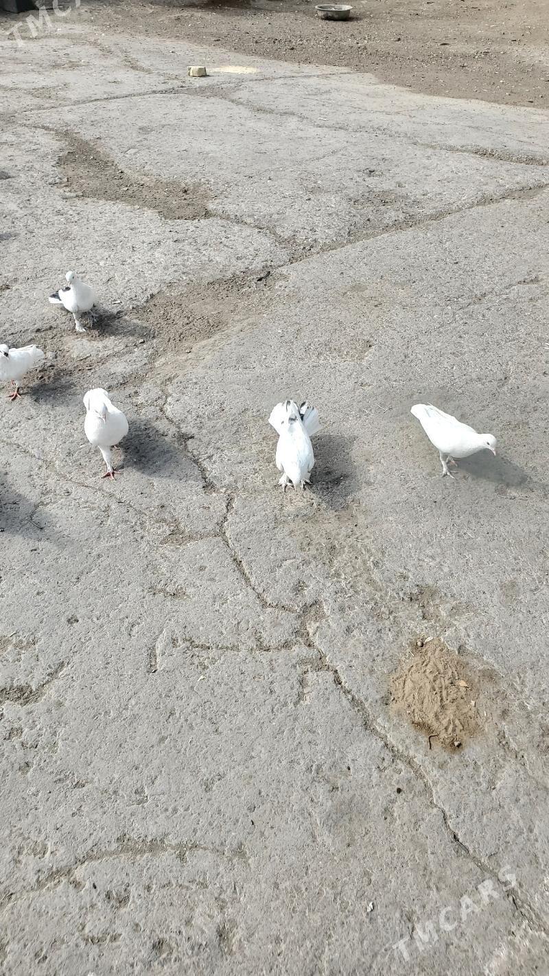 Kepderi Голуби - Бузмеин - img 7