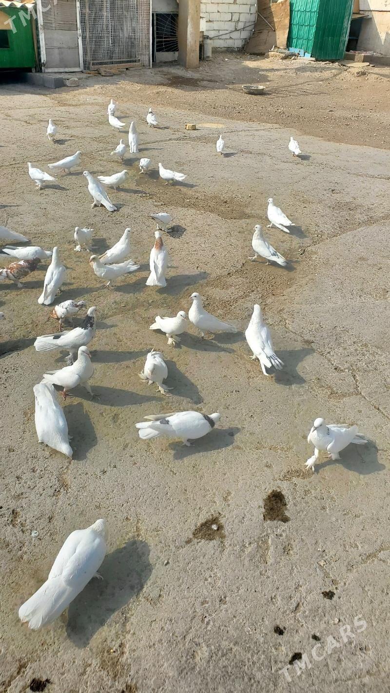 Kepderi Голуби - Бузмеин - img 4