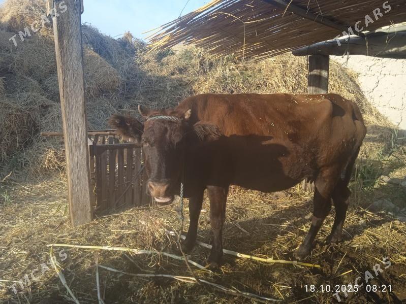 sygyr - Чарджоу - img 1