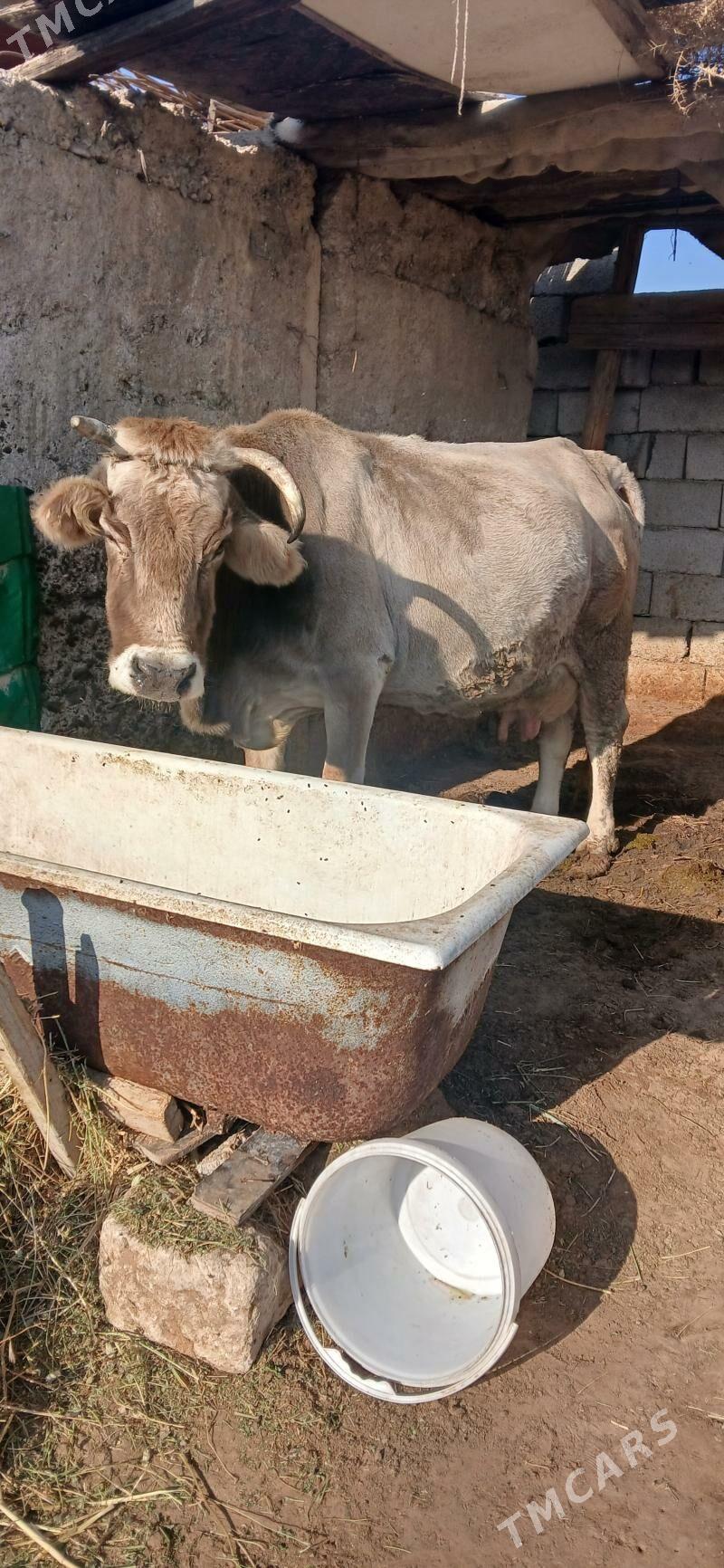 ARGINAL GOLELI SYGYR - Gökdepe - img 2