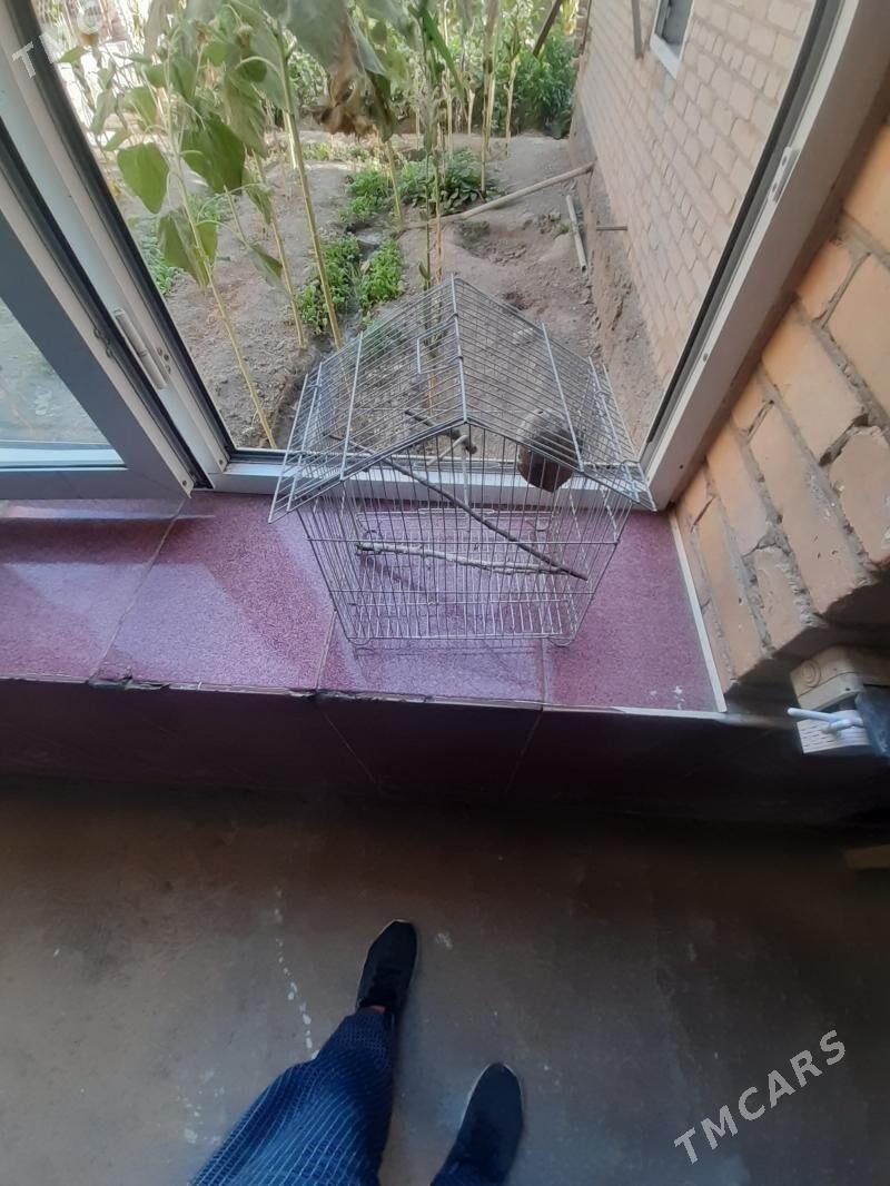 клетка - Чарджоу - img 1