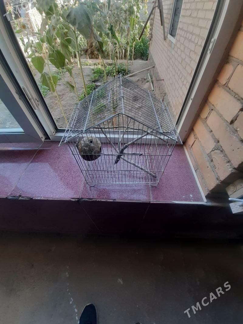 клетка - Чарджоу - img 2