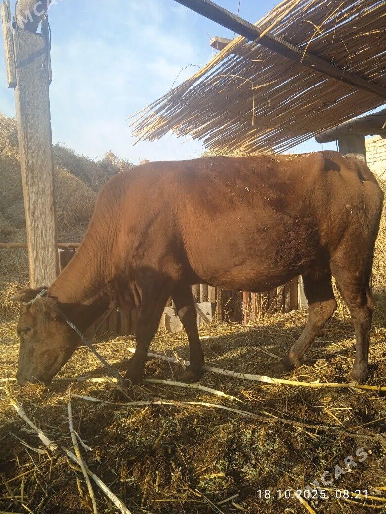 sygyr - Чарджоу - img 2