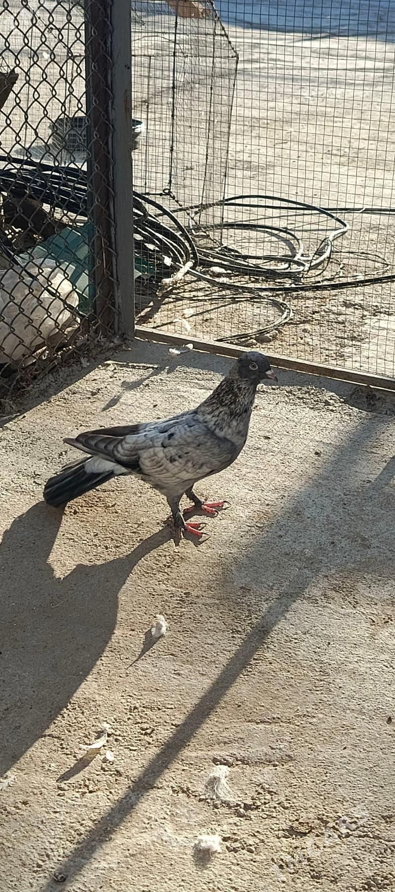 kepderi - Hitrowka - img 2