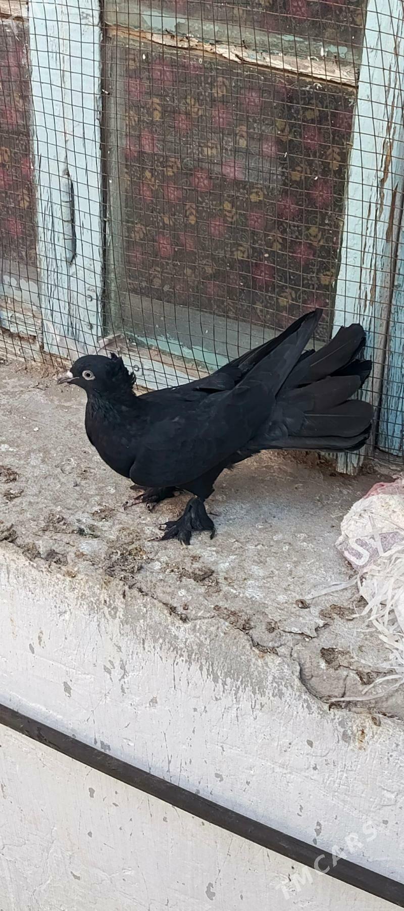 kepderi - Hitrowka - img 3