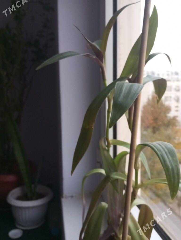 oy osumlikleri - Parahat 5 - img 4