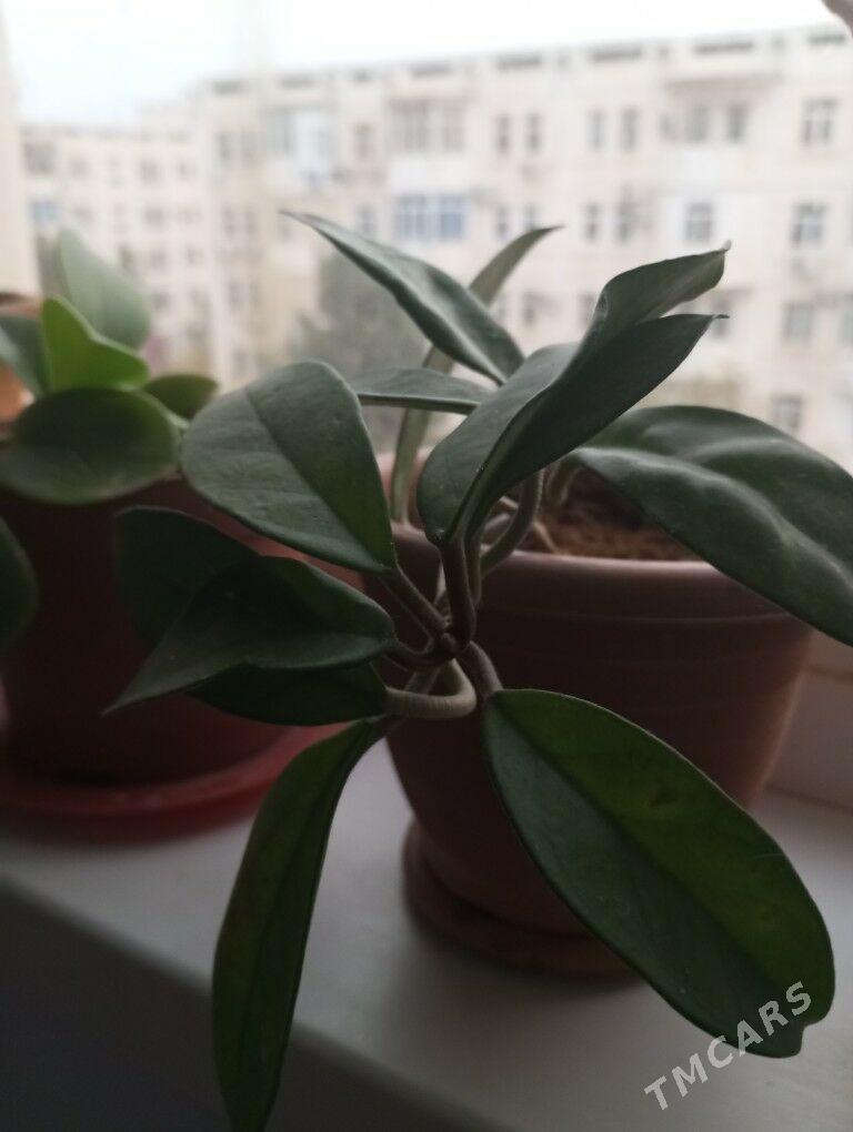 oy osumlikleri - Parahat 5 - img 1