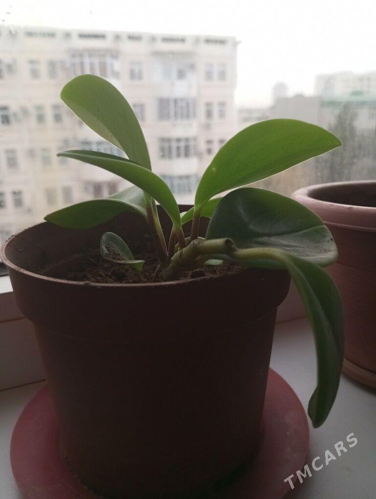 oy osumlikleri - Parahat 5 - img 2