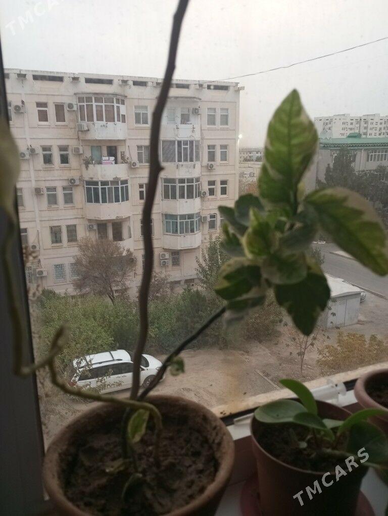 oy osumlikleri - Parahat 5 - img 3