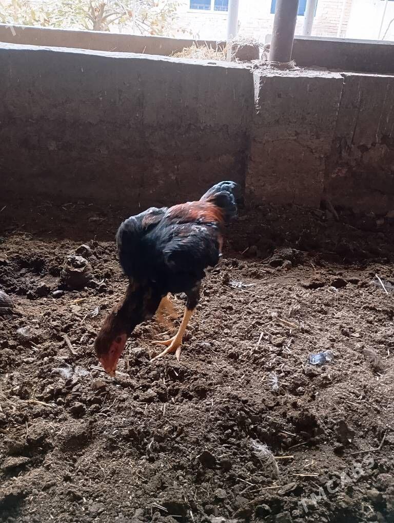 bayes - Чарджоу - img 4