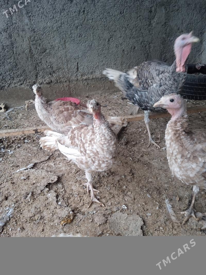 İnduk - Багир - img 3