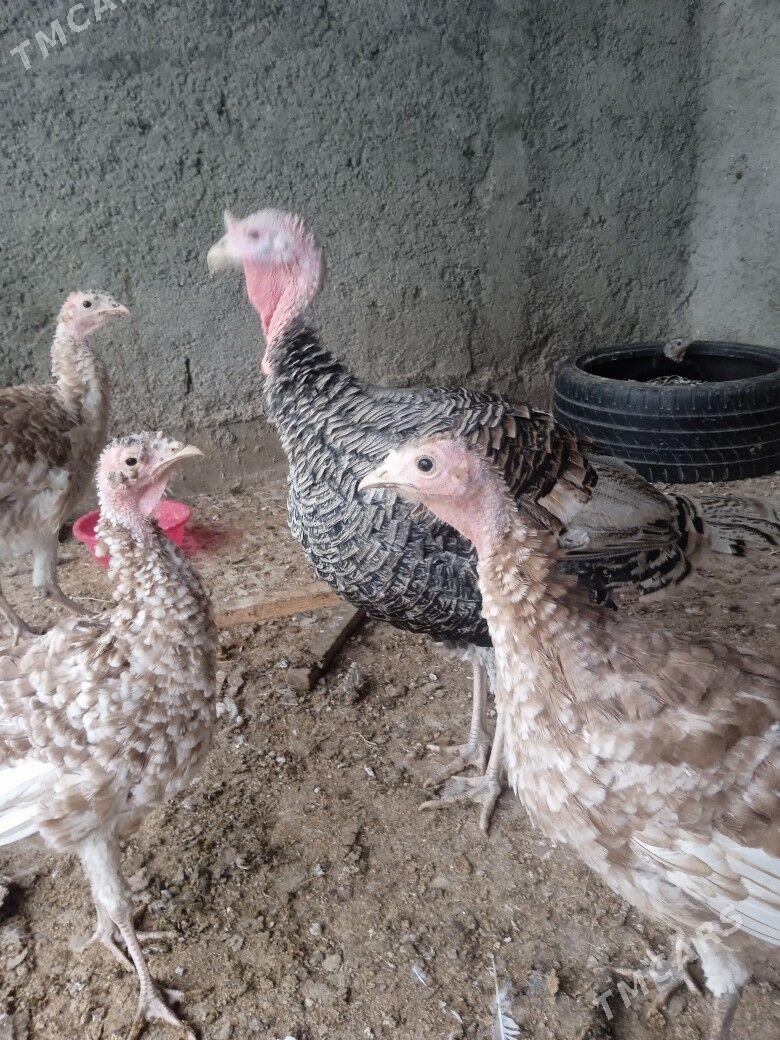 İnduk - Багир - img 2