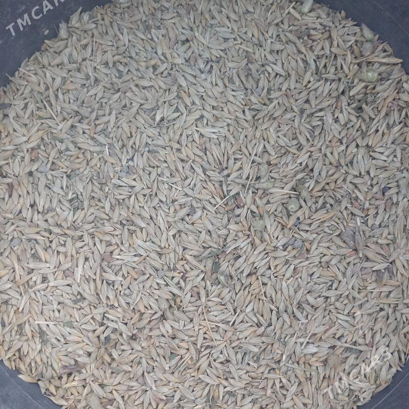 arpa - Gyzylarbat - img 2