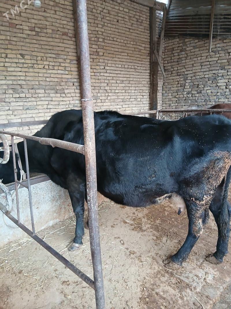 baklyk sygyr - Türkmenabat - img 1