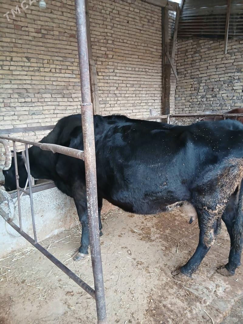 baklyk sygyr - Türkmenabat - img 2