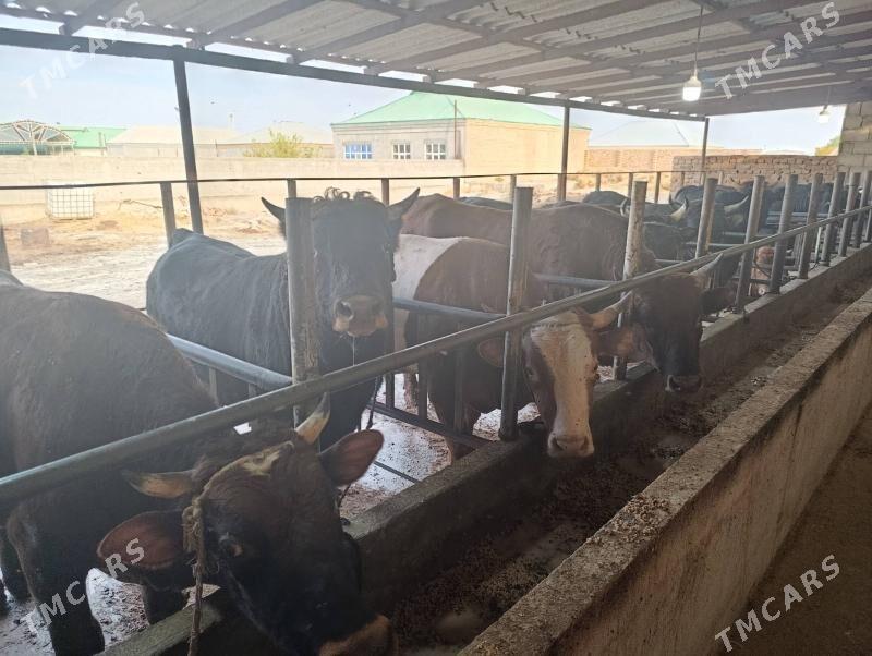 okùz - Bäherden - img 3