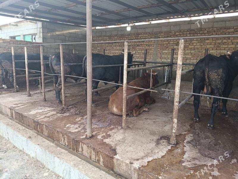 okùz - Bäherden - img 6