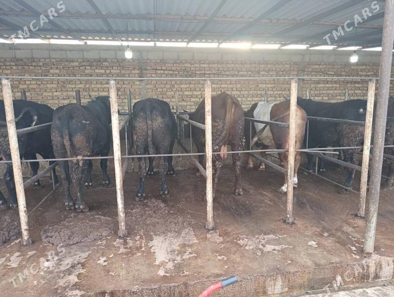 okùz - Bäherden - img 5