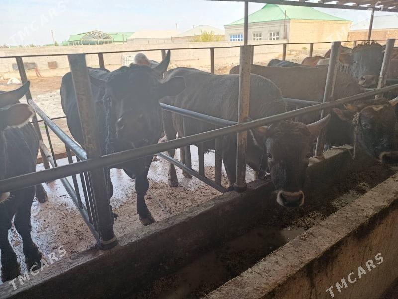 okùz - Bäherden - img 2