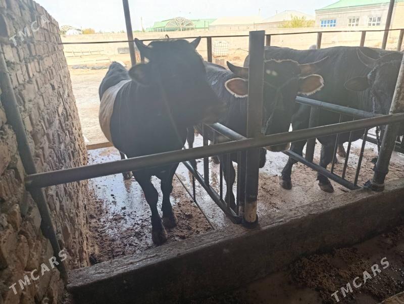 okùz - Bäherden - img 4