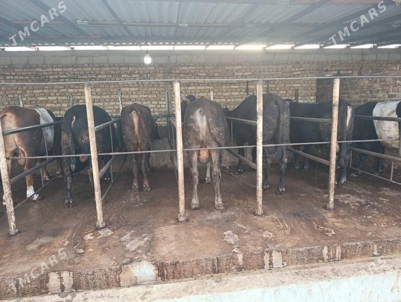 okùz - Bäherden - img 7