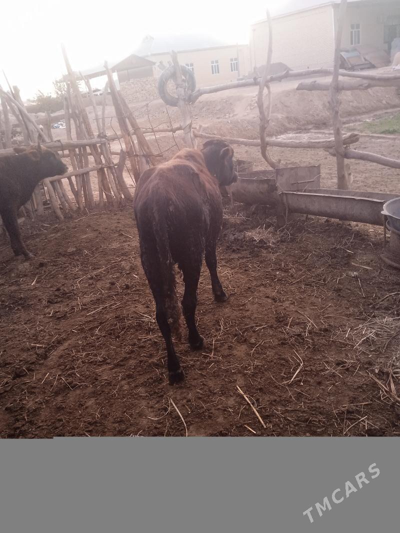 okuzce - Wekilbazar - img 5