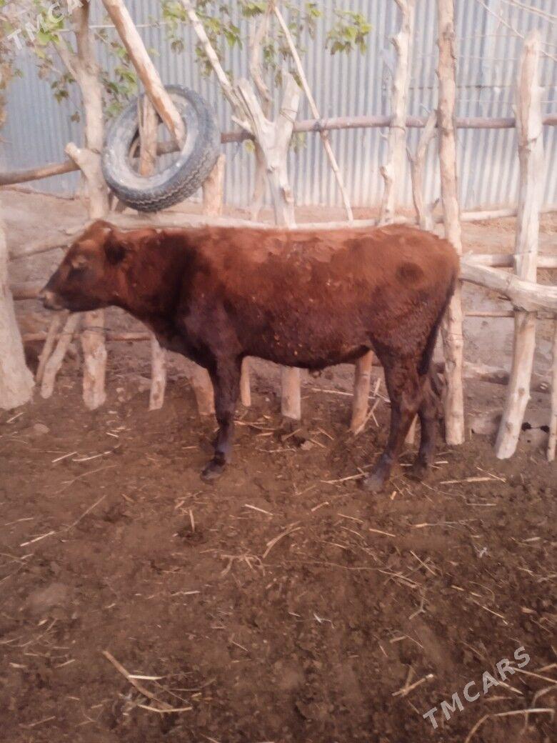 okuzce - Wekilbazar - img 7