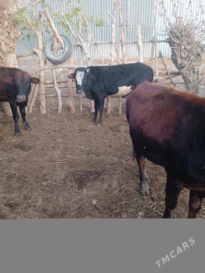 okuzce - Wekilbazar - img 10