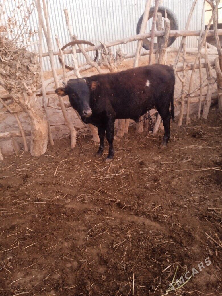 okuzce - Wekilbazar - img 4