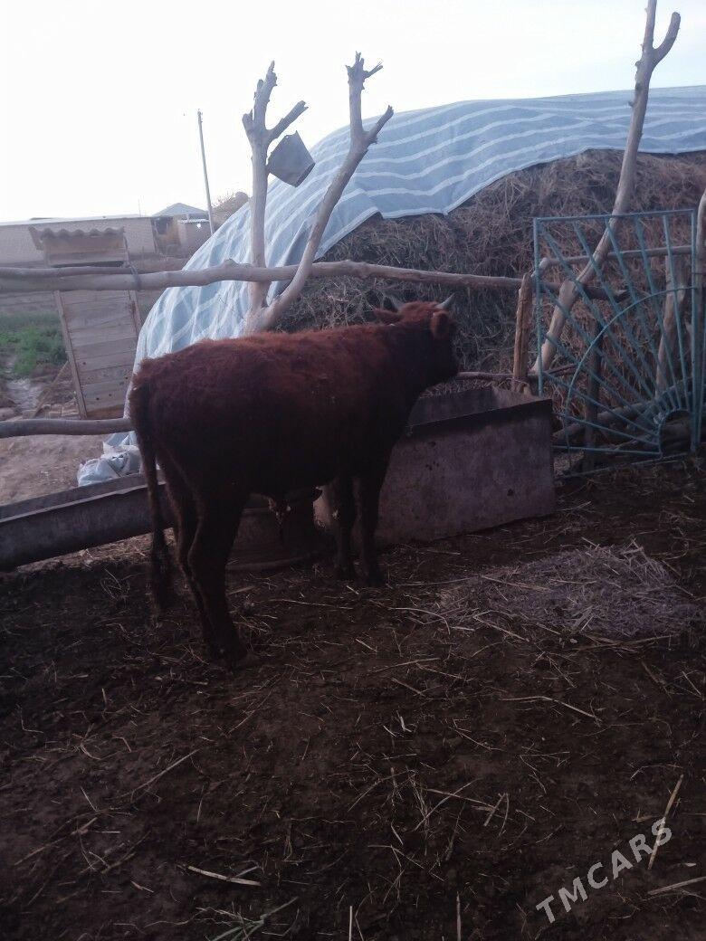 okuzce - Wekilbazar - img 8